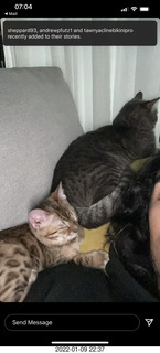 kitten Pickle and cat Potato