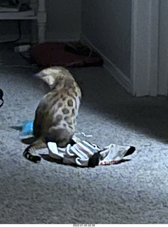 kitten Pickle and Hillsdale coffee