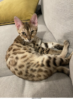 kitten Pickle and Hillsdale coffee