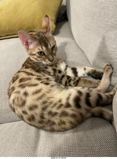 Anthony and kitten Pickle and cat Potato