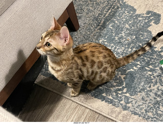 kitten Pickle, Anthony birthday