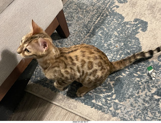 kitten Pickle, Anthony birthday