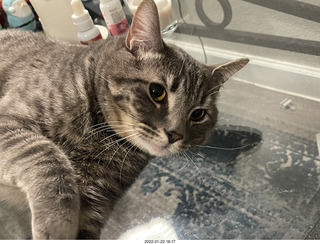 kitten Pickle and cat Potato