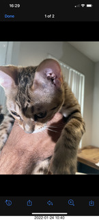 kitten Pickle on Instagram