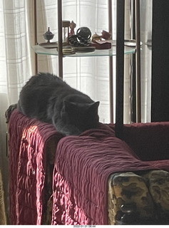 cat Devin and Russian cake