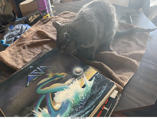 my cat Devin and concert program