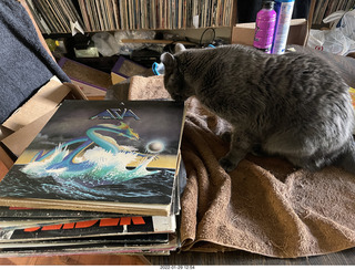 my cat Devin investigating Alanna's old records