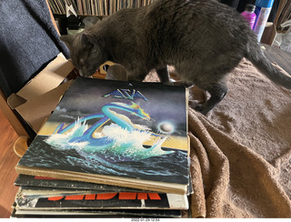 my cat Devin investigating Alanna's old records