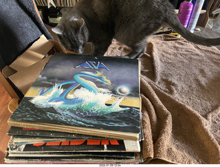 my cat Devin investigating Alanna's old records