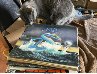my cat Devin investigating Alanna's old records