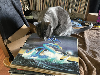 my cat Devin investigating Alanna's old records