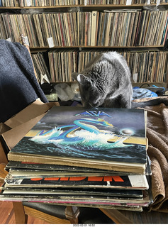 my cat Devin investigating Alanna's old records