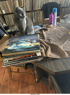my cat Devin investigating Alanna's old records