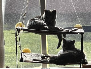 my cat Devin investigating Alanna's old records