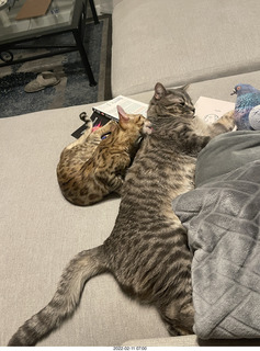 kitten Pickle and cat Potato kitten Pickle and cat Potato