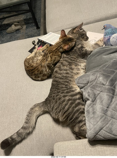 kitten Pickle and cat Potato