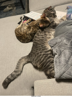 kitten Pickle and cat Potato