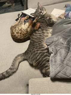 kitten Pickle and cat Potato kitten Pickle and cat Potato in the car