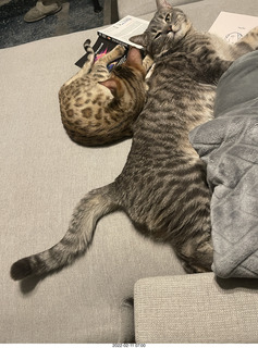 cat Potato and kitten Pickle cat Potato and kitten Pickle