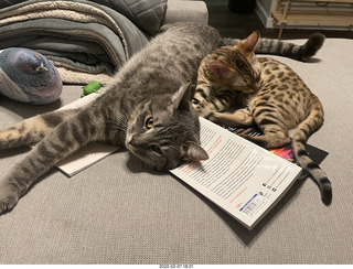 cat Potato and kitten Pickle