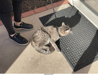 kitten Pickle and cat Potato