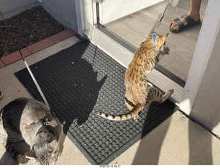 cat Potato and kitten Pickle