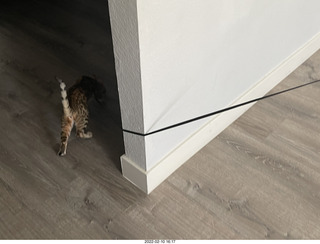 A+O house - 7027 43 Place + kitten Pickle
