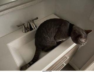 A+O house - 7027 43 Place + Anthony, Olga, cat Potato, kitten Pickle