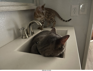 kitten Pickle and cat Potato