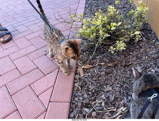 A+O house - 7027 43 Place + kitten Pickle