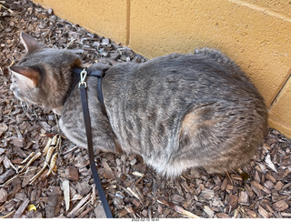 A+O house - 7027 43 Place + cat Potato