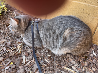 A+O house - 7027 43 Place + cat Potato