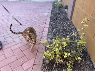 A+O house - 7027 43 Place + Anthony, Olga, cat Potato, kitten Pickle