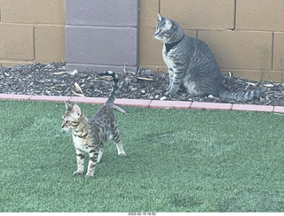 kitten Pickle and cat Potato