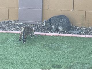 cat Potato and kitten Pickle