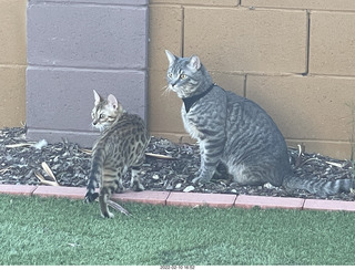 A+O house - 7027 43 Place + kitten Pickle, cat Potato