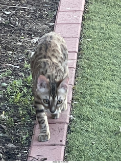 A+O house - 7027 43 Place + cat Potato in the sink + kitten Pickle