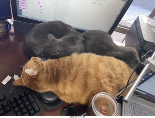 my cats Devin, Jane, and Max