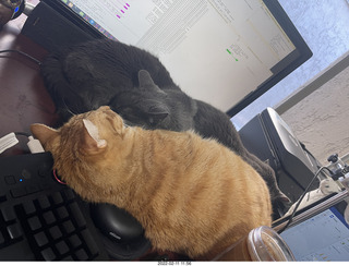 Adam with my cat Devin on my lap