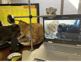 didi got me a new t-shirt with cat and glasses + my cat Devin