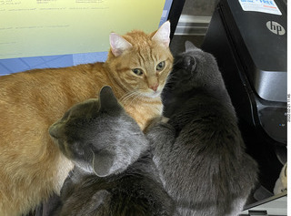 didi got me a new t-shirt with cat and glasses + my cat Devin