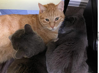 didi got me a new t-shirt with cat and glasses + my cat Devin