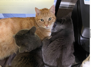 my cats Max, Devin, and Jane