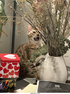 A+O house - 7027 43 Place + kitten Pickle