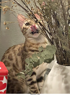 A+O house - 7027 43 Place + cat Potato in the sink + kitten Pickle