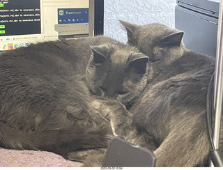 my cats Devin, Jane, and Max image