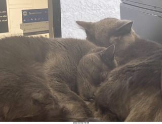 cats Devin and Jane on my  table