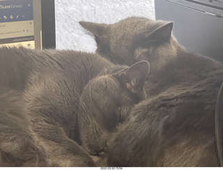 my cats Max, Devin, and Jane