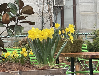 Philadelphia City Hall park -daffodils