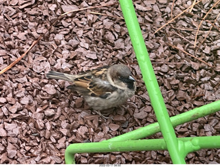 Academy of Music - Philadelphia Ballet - Swan Lake - pit orchestra